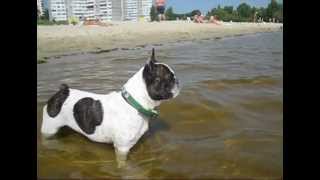 Crying French Bulldog Asks Owner to Return [upl. by Nyledam314]