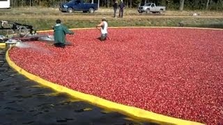 ONLINE EXTRA Cranberry harvesting 3 [upl. by Stretch]