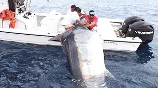 Amazing Level Giant Swordfish Fishing skill  Big Catch Swordfish amp Black Marlin Strongest The Sea [upl. by Nedry]