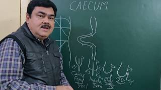 Caecum part 12 by Dr A K Singh [upl. by Youlton147]