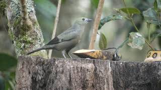 VERDULEJO  AZULEJO PALMERO  PALM TANAGER  THRAUPIS PALMARUM [upl. by Balough]