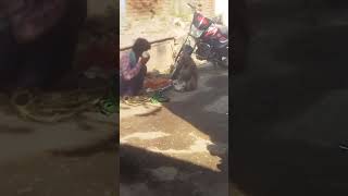 Madari ka khel bandar ka tamasha viralvideo funny NandlalLakhimpur [upl. by Kirrad]