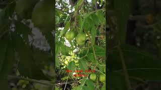 neem ki nimboli shortvideo viral videoayurvedic treeherbal farmingnature medicinal plant [upl. by Renckens]