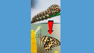 Caterpillar to Butterfly Transformation Timelapse  Life Cycle of a Butterfly shorts butterfly [upl. by Haya953]