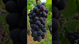 Beautiful grapes shorts satisfying shots [upl. by Maurita362]