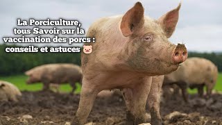 La Porciculture tous Savoir sur la vaccination des porcs  conseils et astuces 🐷 [upl. by Feerahs752]