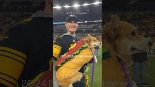 Corgi race at the Steelers game [upl. by Eseerahs]