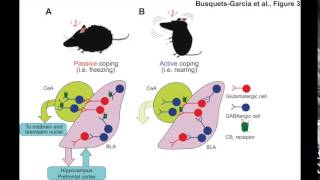 BIOESSAYS Dissecting the cannabinergic control of behavior The where matters [upl. by Merc]