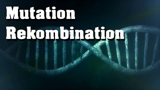 Evolution Mutation Rekombination genetische Variabilität [upl. by Geaghan]