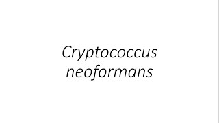 Cryptococcus neoformans  Microbiology [upl. by Eelegna485]