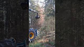 Baum Fällen mit HSM 805 HD und Husqvarna 562 XP 🤩😎💯 [upl. by Vandervelde]