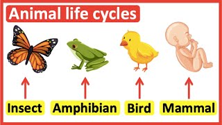 Animal life cycles  Insects Amphibians Birds amp Mammals [upl. by Lasky]