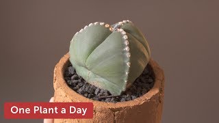 Astrophytum myriostigma var tricostatum Houseplant Care — 186 of 365 [upl. by Nicoli508]