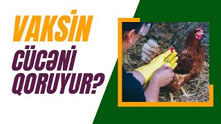 Toyuq və cücələri xəstəliklərdən necə qorumaq olar cücə toyuq ferma vaksin biofarming [upl. by Lamaj398]