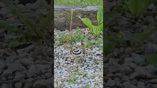 killdeer June 12th 2024 what happens when you runwalk up to a killdeer nest killdeer birdslover [upl. by Frants]