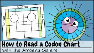 How to Read a Codon Chart [upl. by Wenn]