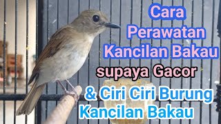 CARA💯 PERAWATAN BURUNG KANCILAN BAKAU SUPAYA CEPET GACOR [upl. by Lynsey]