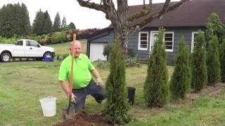 How to Plant a Conifer [upl. by Ettari]