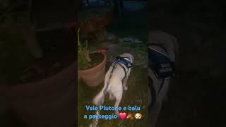 Vale Plutone e balu a passeggio ❤️ 🐴 🐶 neiperte perte ippoterapia petterapy cavallichepassione [upl. by Artemus]