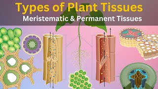 Types of plant tissues What are plant tissues and functions What is tissues in plants [upl. by Kalb]