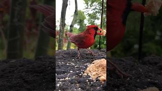 Hawaiian Bird Northern cardinal  Big Island Hawaii Home bigislandhawaii [upl. by Lay]