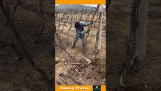 The Process Of Removing A Dry Twig From The Ground [upl. by Parette]