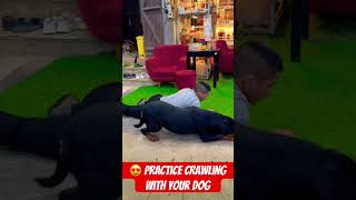 Practice crawling with your dog Malinois training dog malinois becgiegermanshepherdchó petsdog [upl. by Rafa]