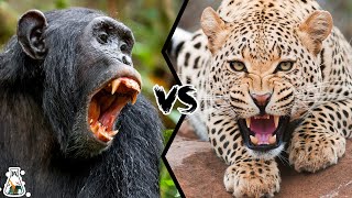 CHIMPANZEE VS LEOPARD  Which is more powerful [upl. by Leanne966]