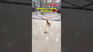 Me SUELTAN la CORREA en el centro comercial🥵 [upl. by Damarra953]