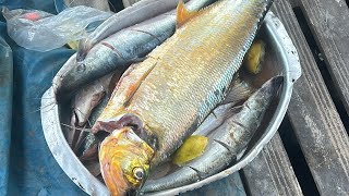 Pesca no Rio Amazonas com direito assado [upl. by Ettennor]