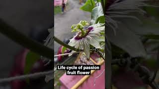 Passion fruit  life cycle of passion fruit flower [upl. by Eustashe]