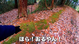 【生物探し】カブトムシの幼虫を探して森へやってきた。 生物 昆虫 カブトムシ [upl. by Ocram]