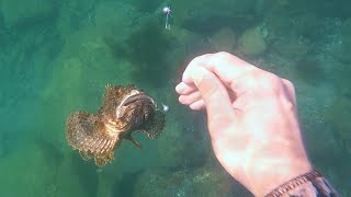 Underwater Fishing Episode 1 GIANT SCORPION FISH [upl. by Ecital]