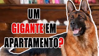 Posso ter cachorros grandes em apartamento Com 10 dicas [upl. by Ahsiekel]