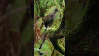 Meet the Lyrebird Nature’s Ultimate Mimic [upl. by Eilema]