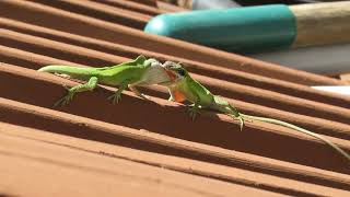 Green Anole Anolis carolinensis Fight [upl. by Seena290]