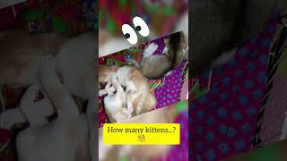 How many kittens🤔  کتنے بچے ہیں۔۔۔؟ shorts shortvideo shortsfeed [upl. by Chrisy]