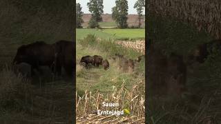 Starke Rotte bei der Erntejagd 🌽 sauen wildschwein erntejagd maisernte jagd [upl. by Adnat]