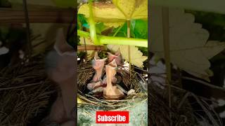 Sparrow Nest in Our Garden sparrow sparrowchipping sparrowchiks hkbreedingfarm [upl. by Narmis]