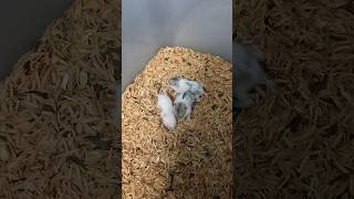 ✨ Hamster Babies aathilvlog [upl. by Ibob265]