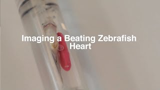 Imaging a Beating Zebrafish Heart  MRI in the Heart amp Lung Research [upl. by Cirred225]