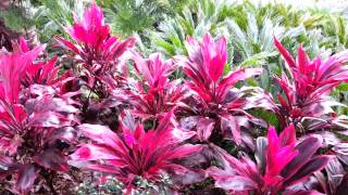 Cordyline fruticosa rubra  Palm Lily HD 03 [upl. by Yared480]