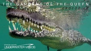 THE GARDENS OF THE QUEEN  CROCODILE [upl. by Gehlbach]