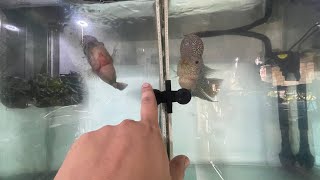 Unang first time flowerhorn breeding attempt  Tagalog [upl. by Attlee]