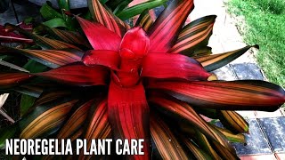 NEOREGELIA PLANT CARE  BROMELIAD NEOREGELIA CARE  BROMELIAD PLANT CARE [upl. by Rramel]