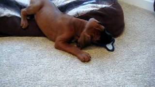 8 WEEK OLD RHODESIAN RIDGEBACK PUPPY PLAYING [upl. by Sucy]