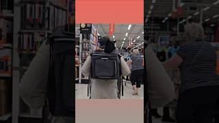 Day 454  Kalu Super market gya labradorrio doglover funny [upl. by Dowlen76]