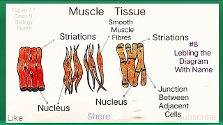 How To Draw Muscles Tissue  Types Of Muscles  Smooth Cardiac And Striated Skeletal Muscle Diagram [upl. by Harwell]