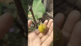 Fig plant shorts viral ytshort [upl. by Sheline]