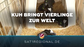 Kuh bringt Vierlinge in Schönkirchen zur Welt [upl. by Ehling658]